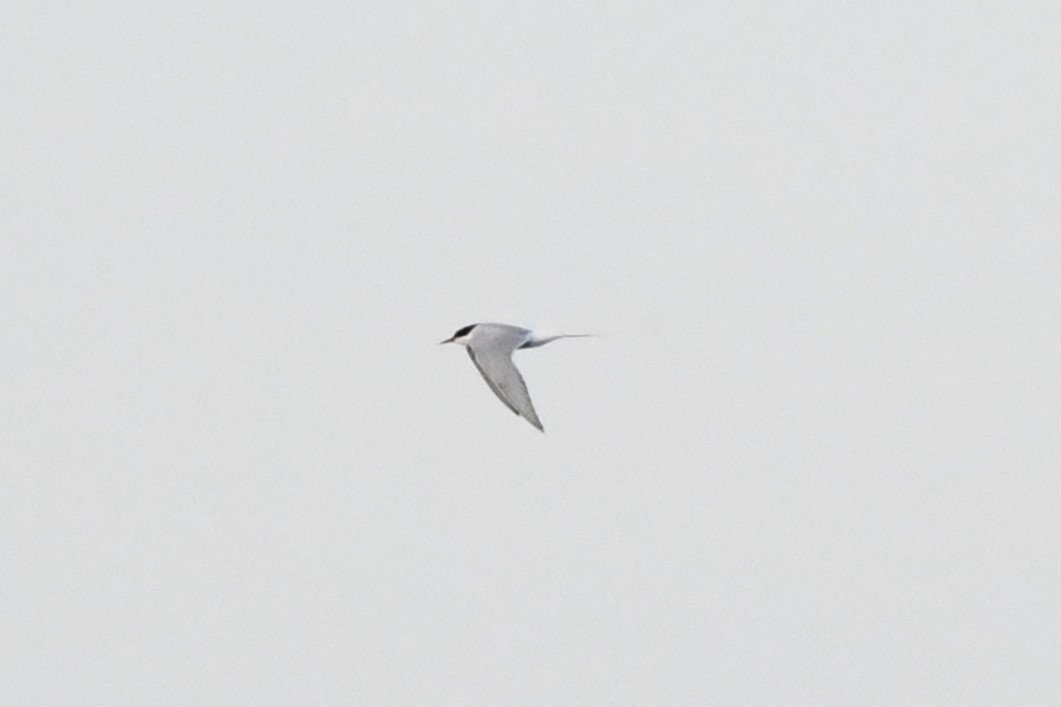 Arctic Tern - ML620192216