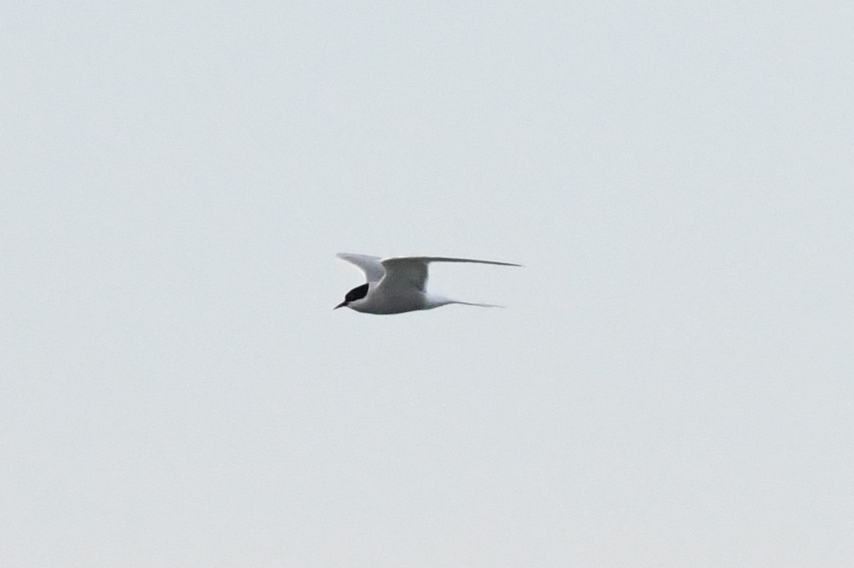 Arctic Tern - ML620192217