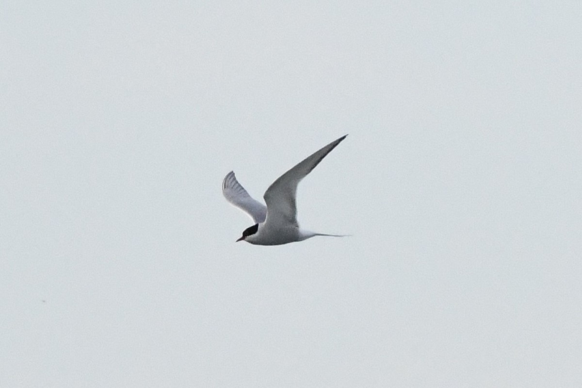 Arctic Tern - Cameron Chevalier