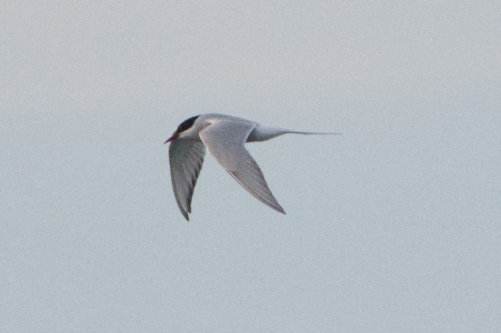 Arctic Tern - ML620192219