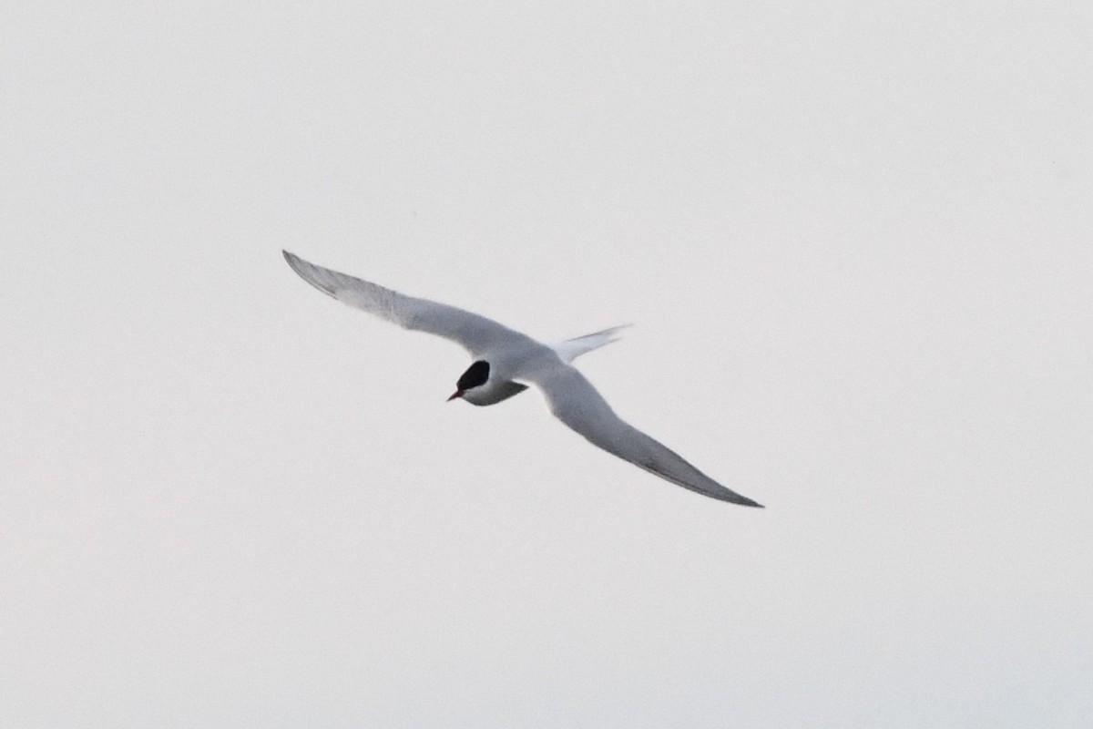 Arctic Tern - ML620192220