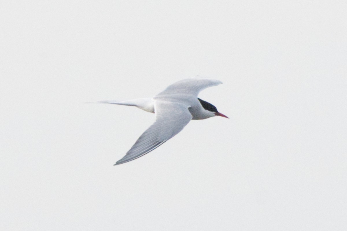 Arctic Tern - ML620192221
