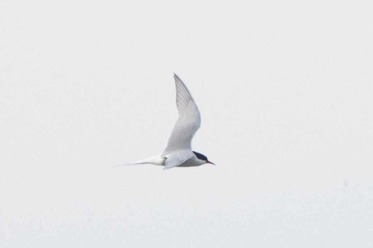 Arctic Tern - ML620192222