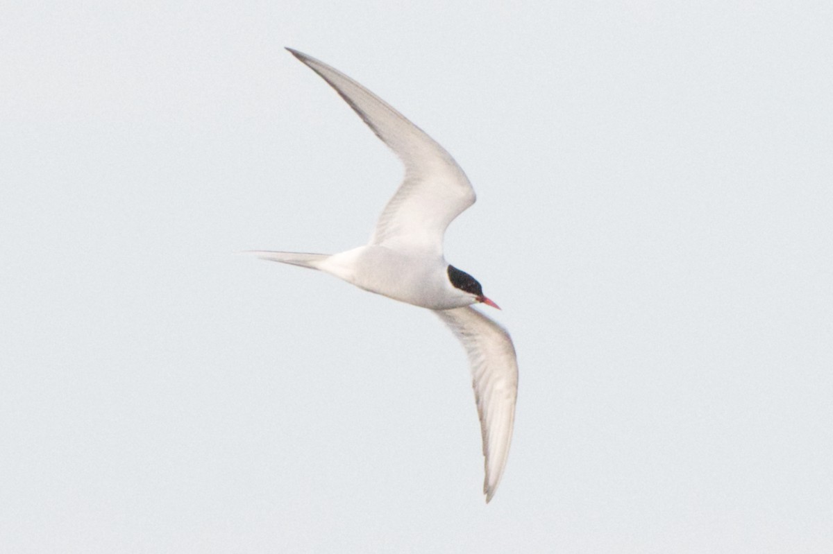 Arctic Tern - ML620192223