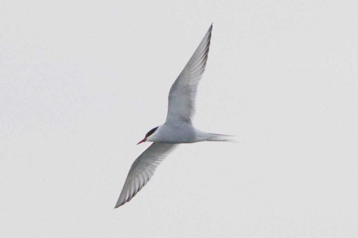 Arctic Tern - ML620192225