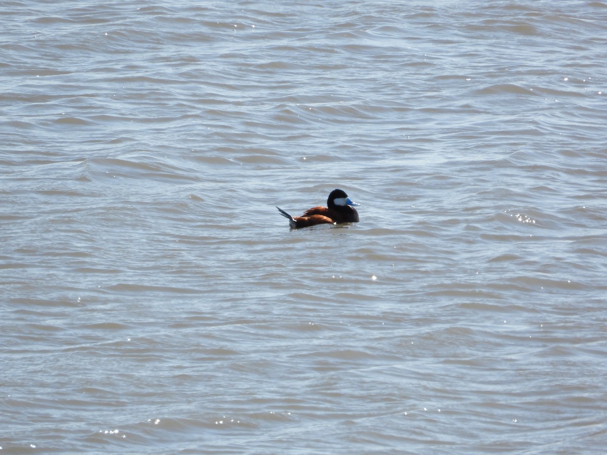 Ruddy Duck - ML620192227