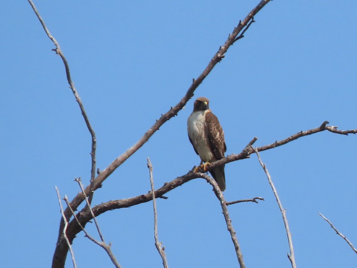 Red-tailed Hawk - ML620192229