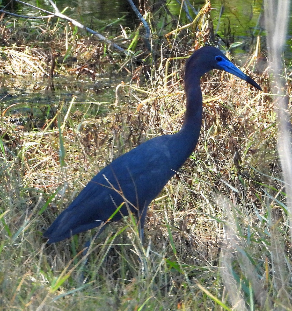 Little Blue Heron - ML620192234