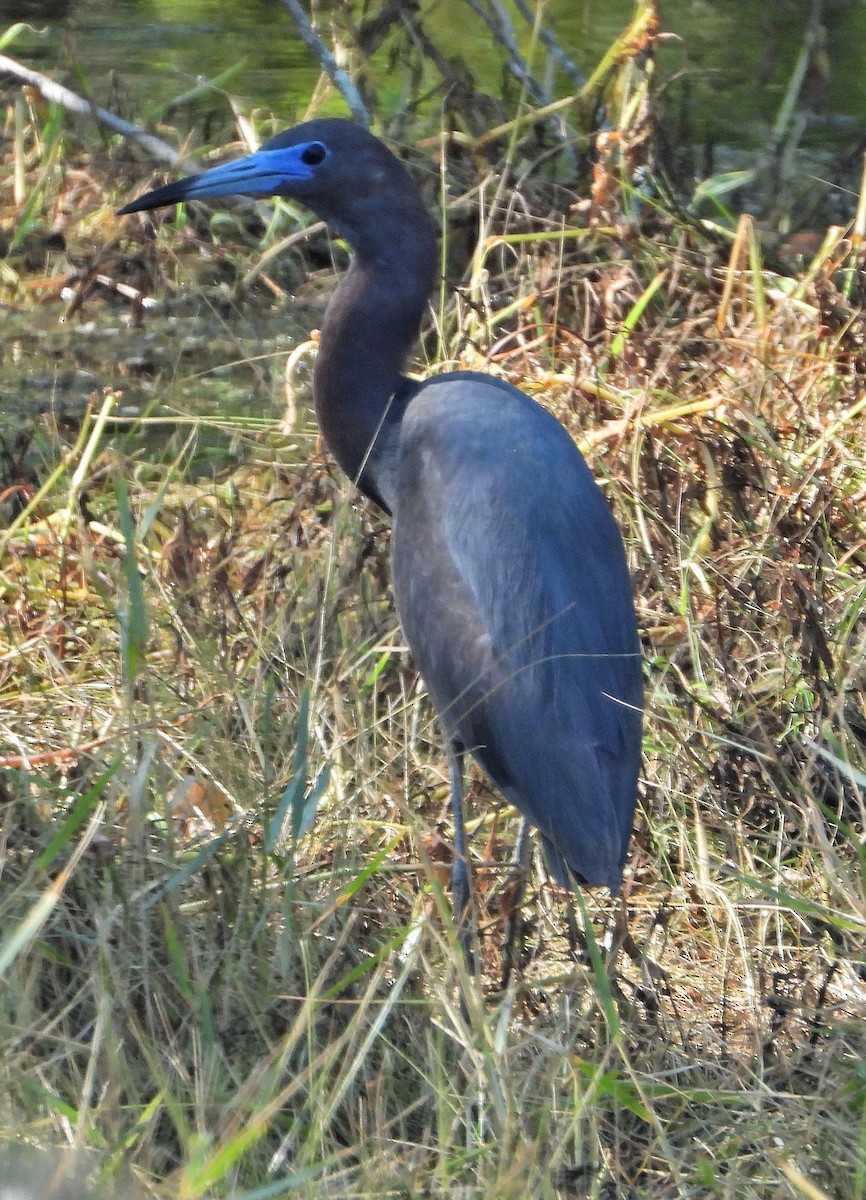 Little Blue Heron - Jay Huner