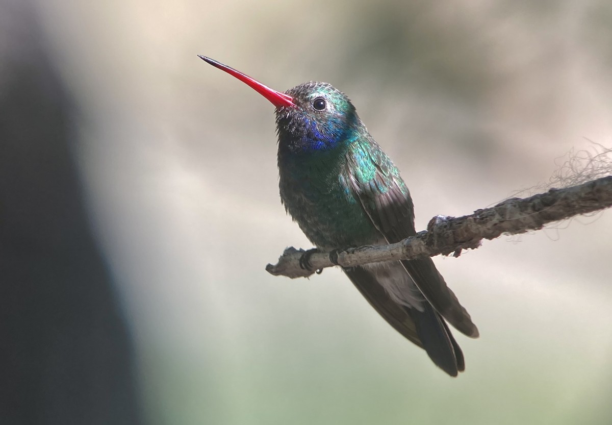 kolibřík širokozobý - ML620192241