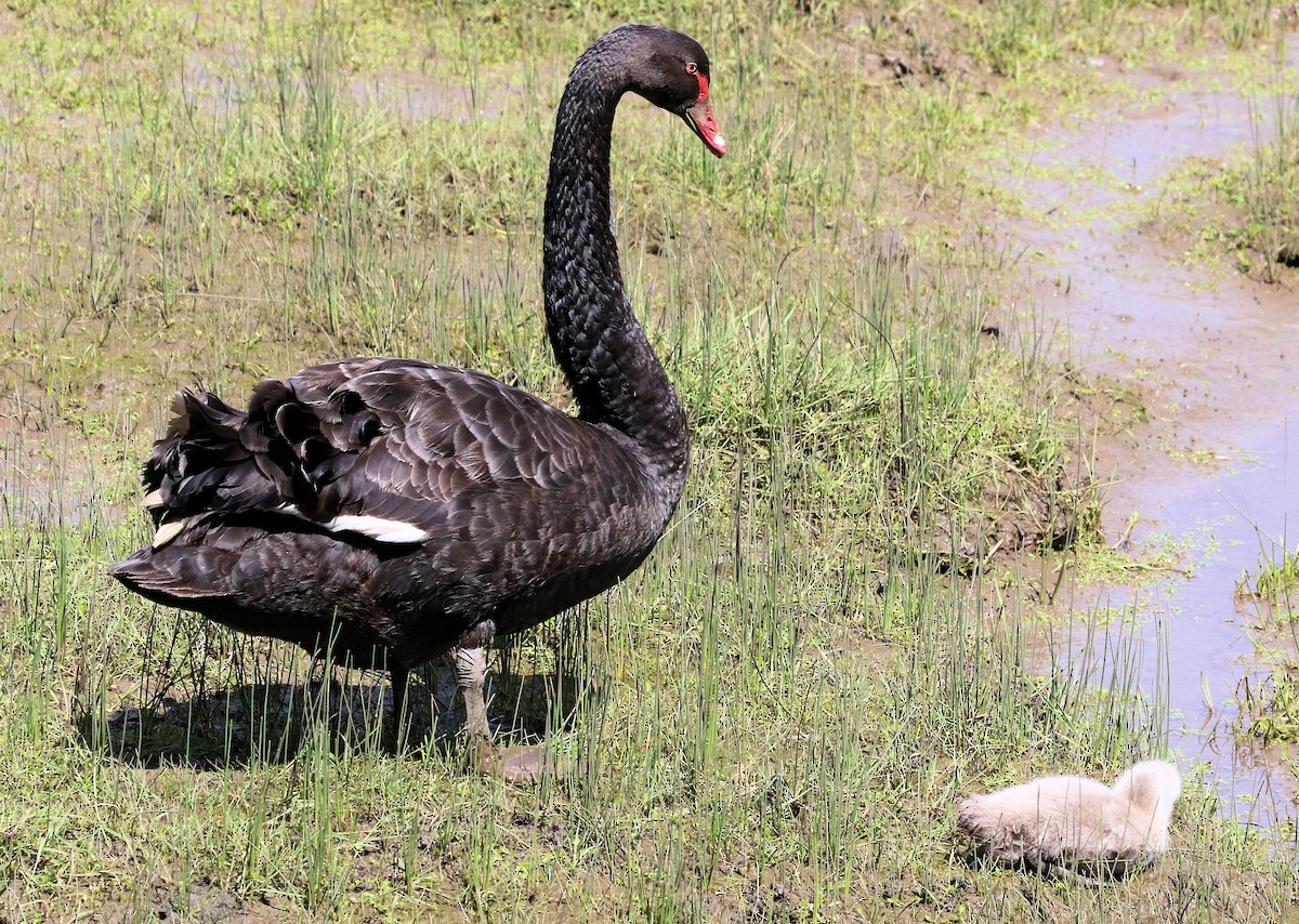 Black Swan - ML620192243