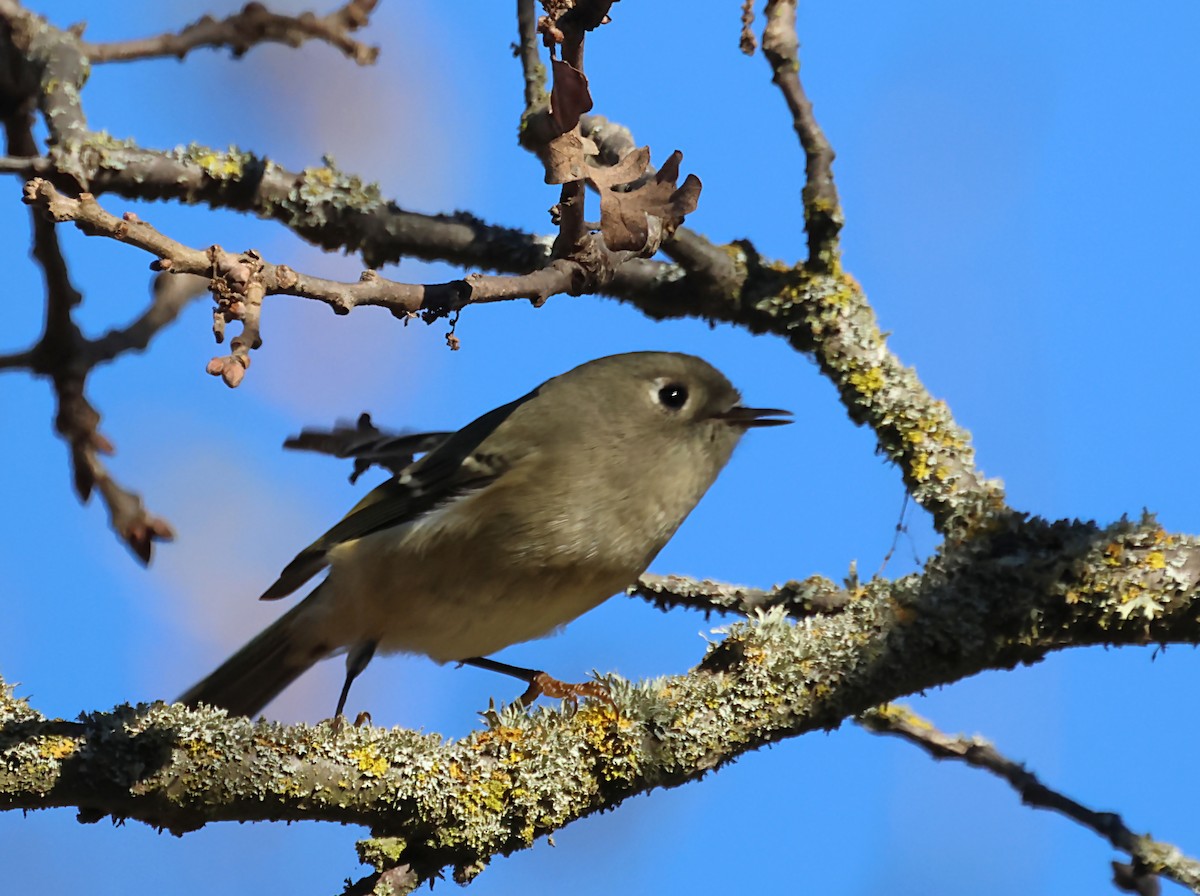 Ruby-crowned Kinglet - ML620192253