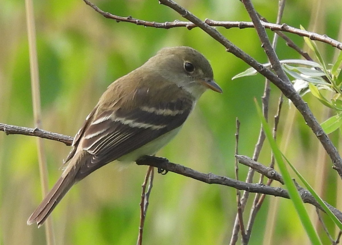 Alder Flycatcher - ML620192255