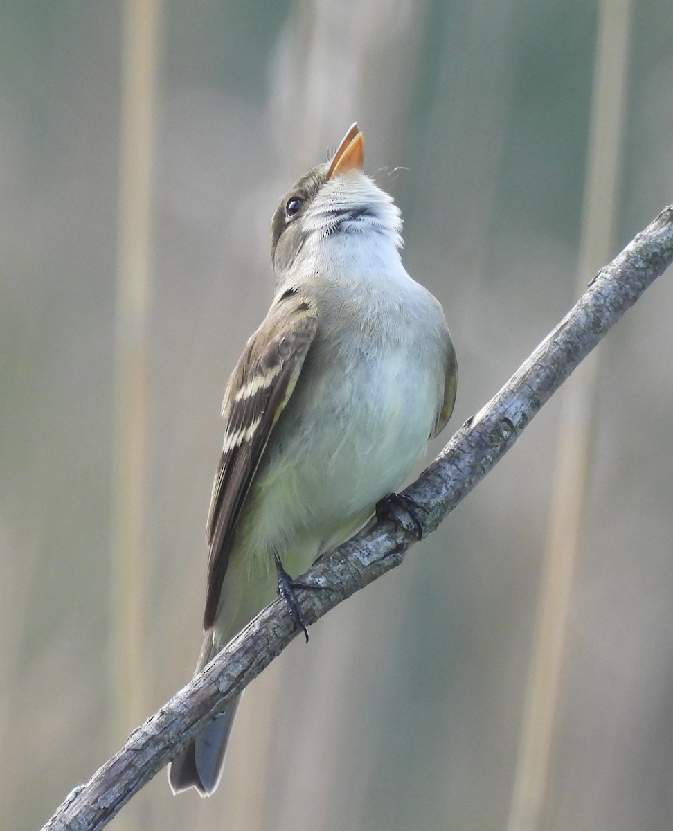 Alder Flycatcher - ML620192257