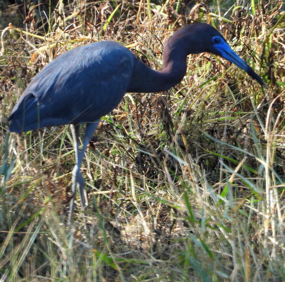 Little Blue Heron - Jay Huner