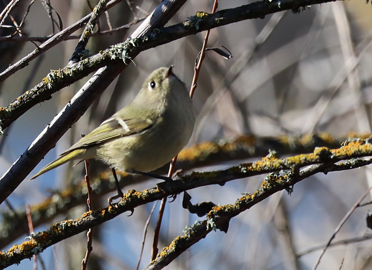 Ruby-crowned Kinglet - ML620192263