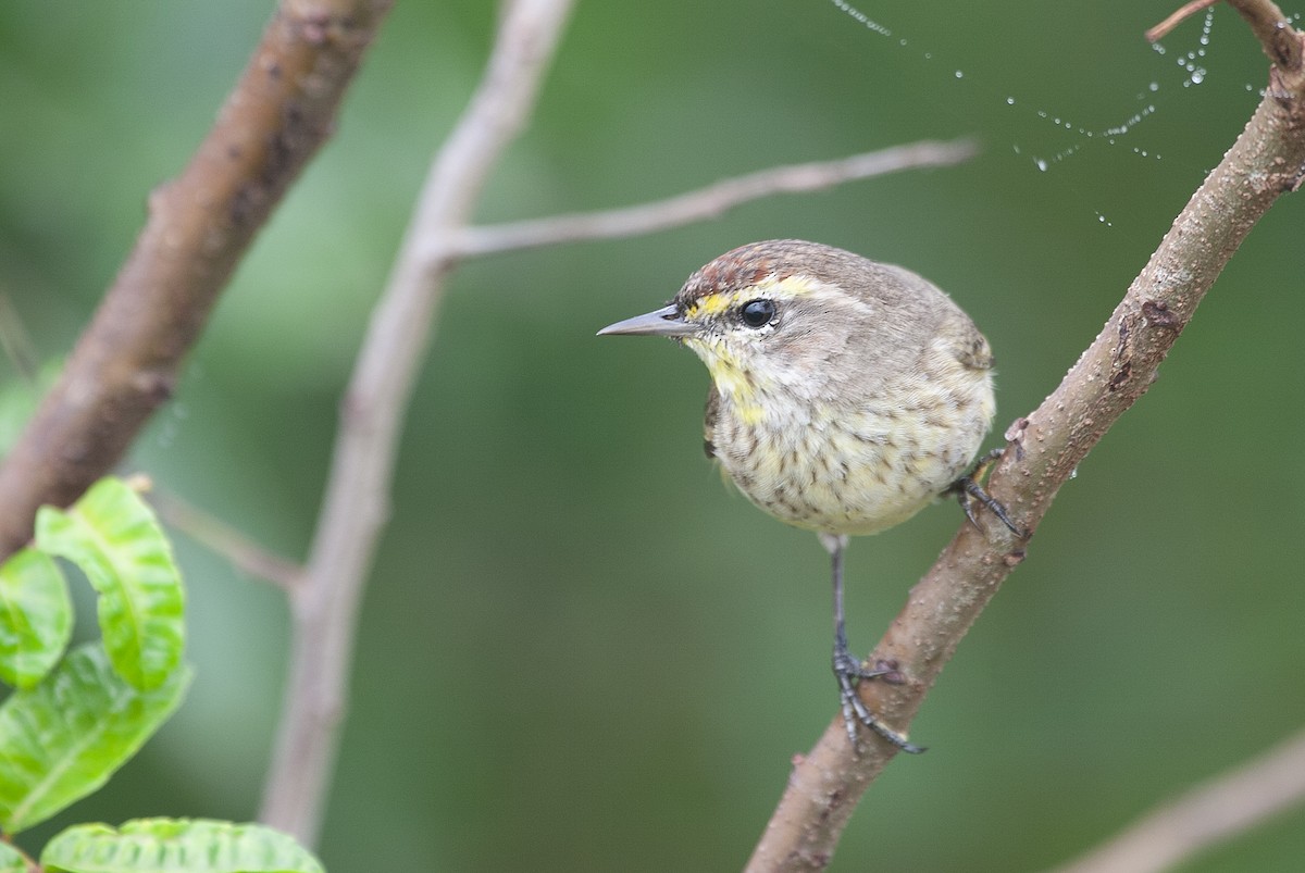 Palm Warbler - ML620192266