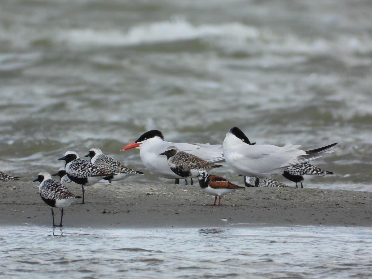 Black-bellied Plover - ML620192273