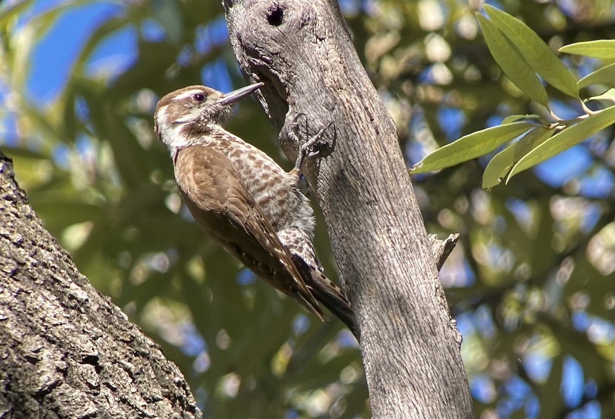 Arizona Woodpecker - ML620192275
