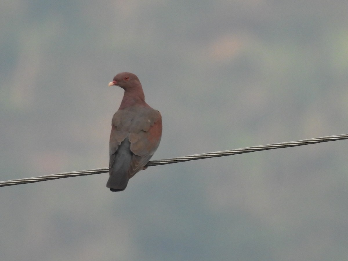 Pigeon à bec rouge - ML620192283
