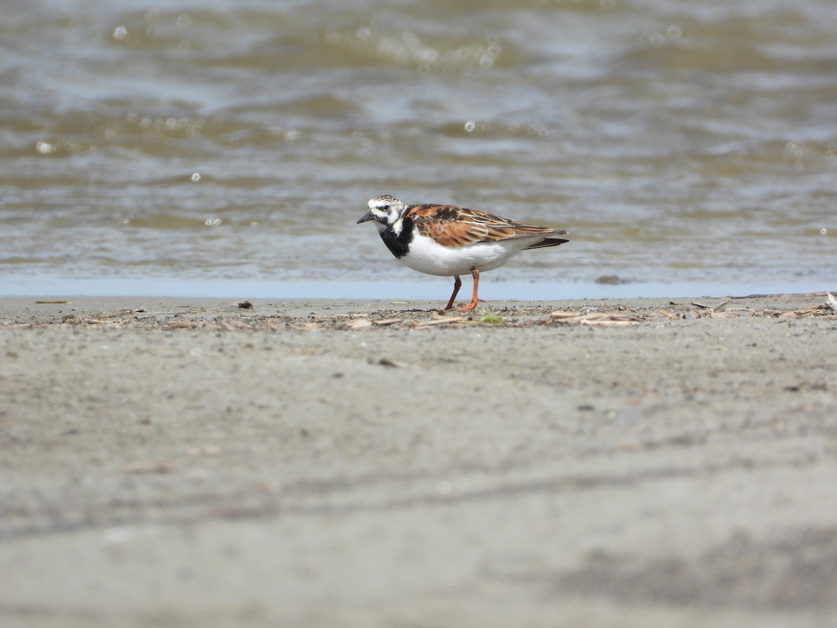 Ruddy Turnstone - ML620192286