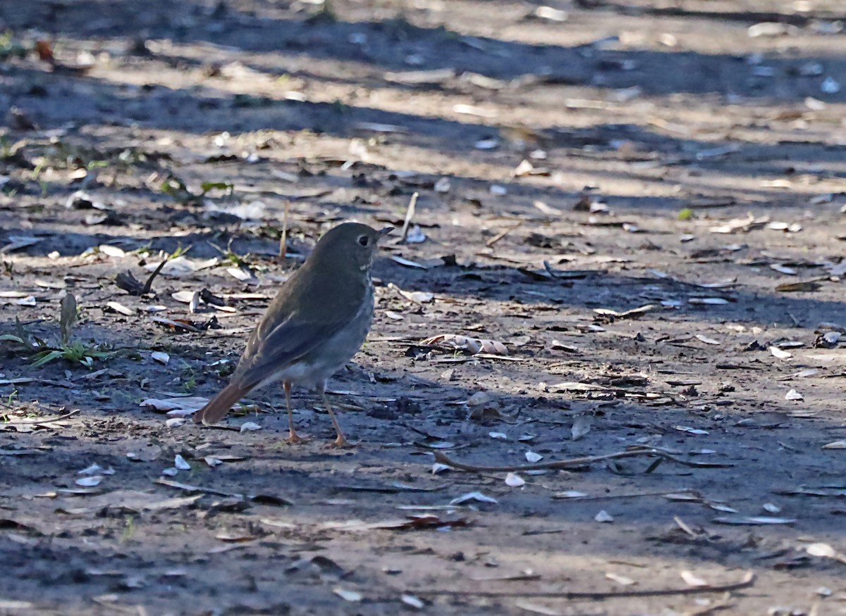 Hermit Thrush - ML620192288