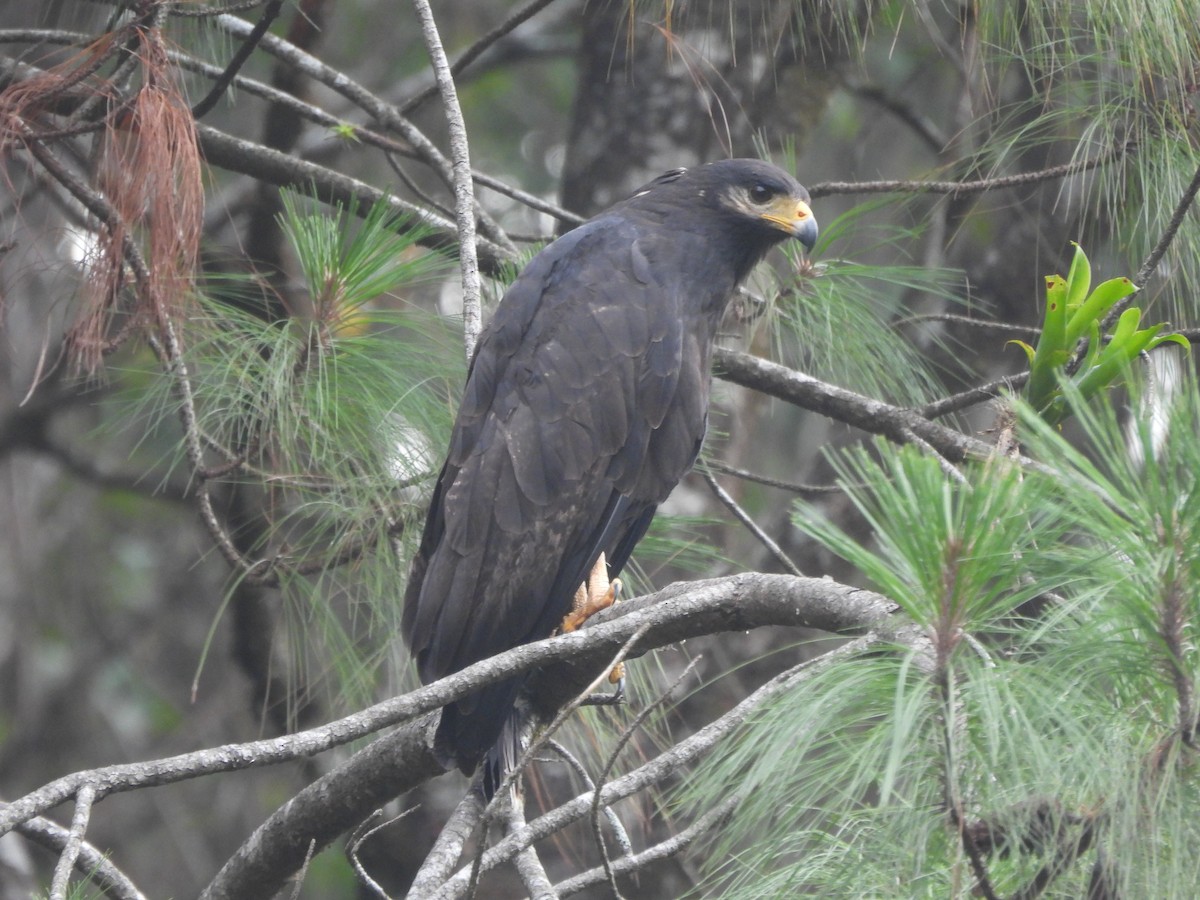 Kara Yengeç Şahini (anthracinus/utilensis) - ML620192293