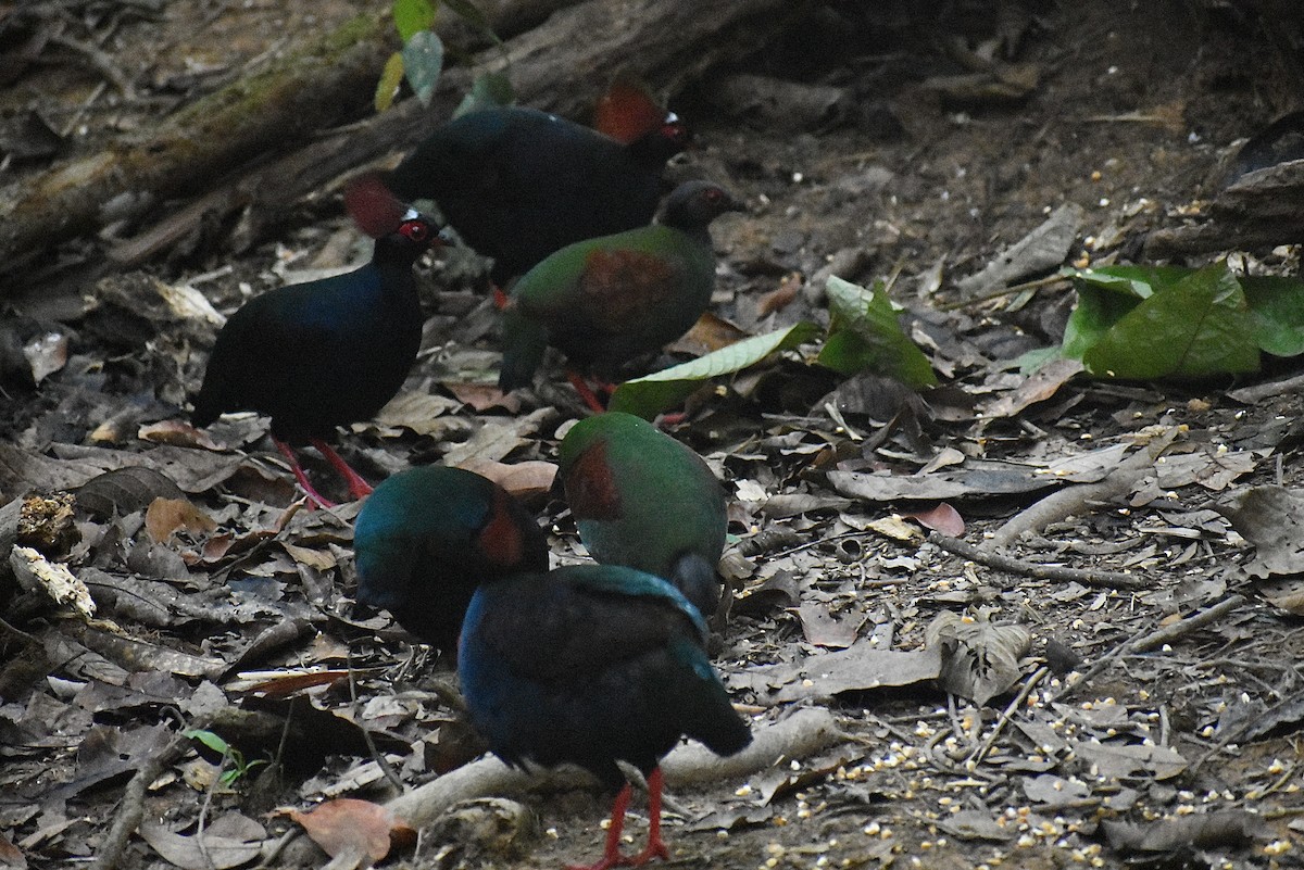 Crested Partridge - ML620192302