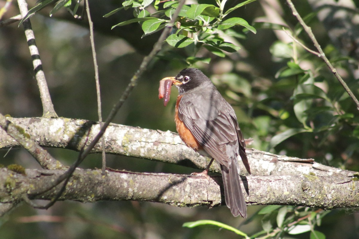 American Robin - Bentley Colwill