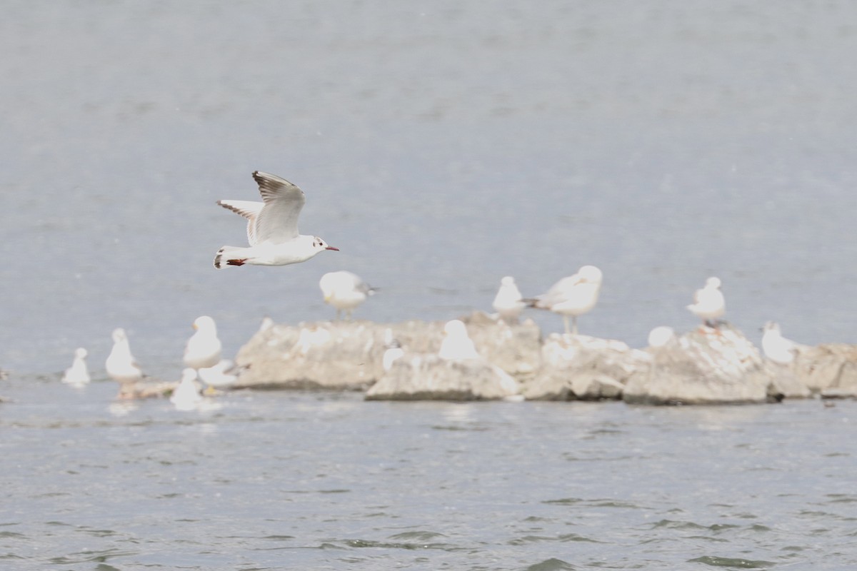 Mouette rieuse - ML620192306