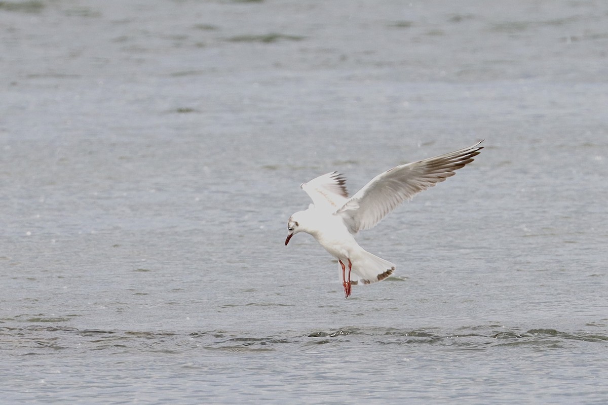 Black-headed Gull - ML620192307