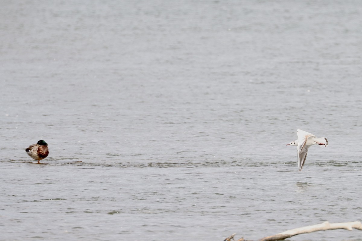 Black-headed Gull - ML620192309