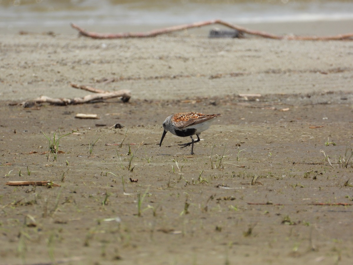 Dunlin - ML620192313