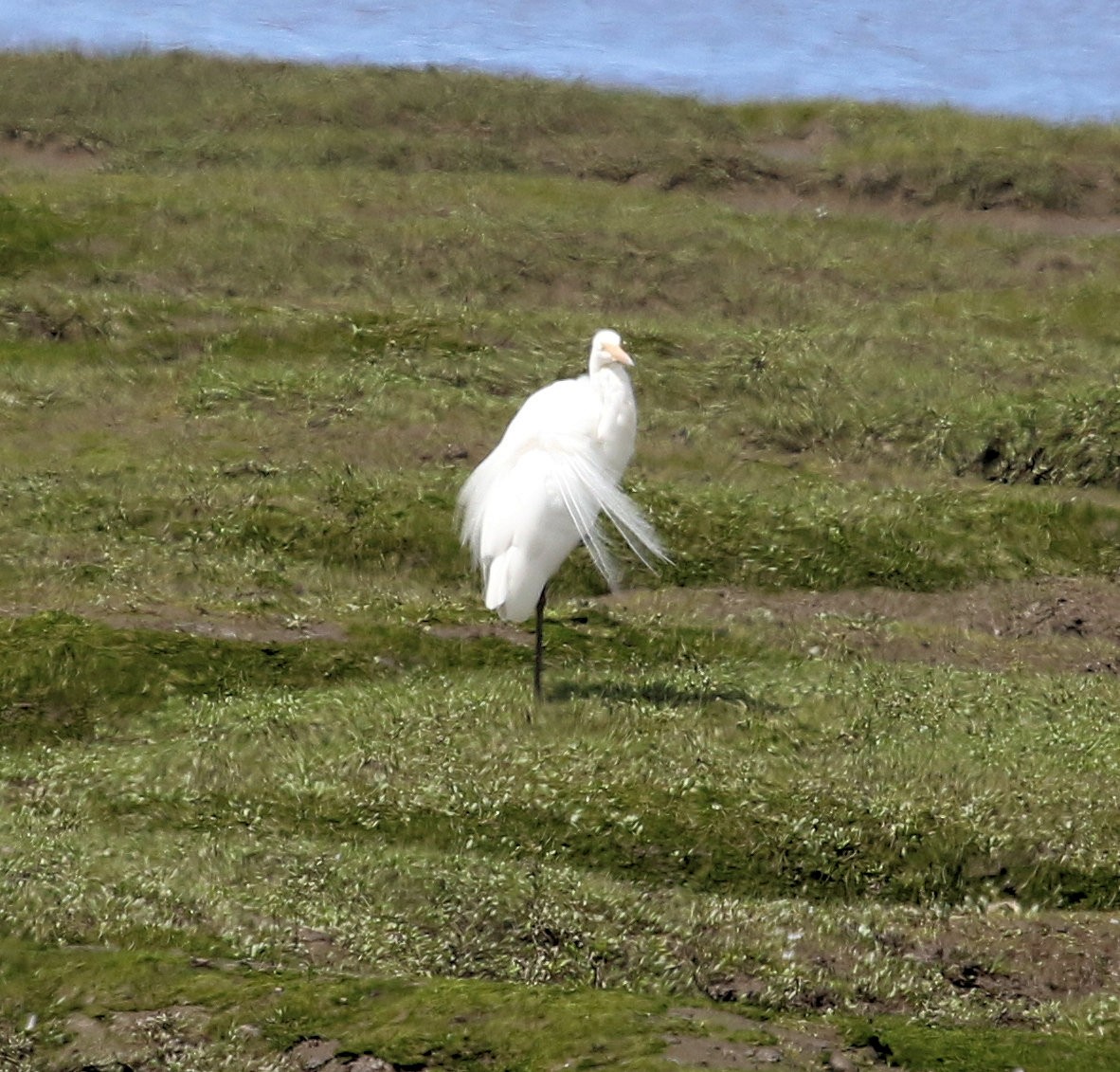 Great Egret (modesta) - ML620192315