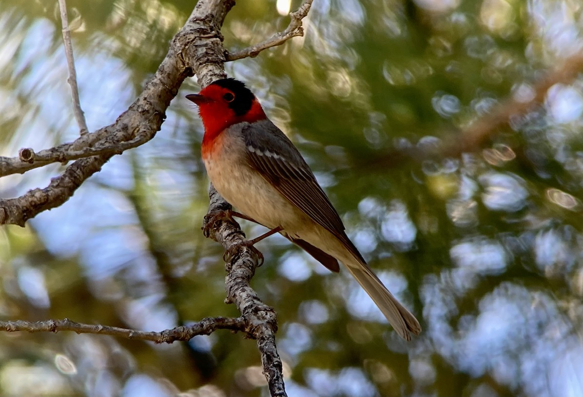 Paruline à face rouge - ML620192318