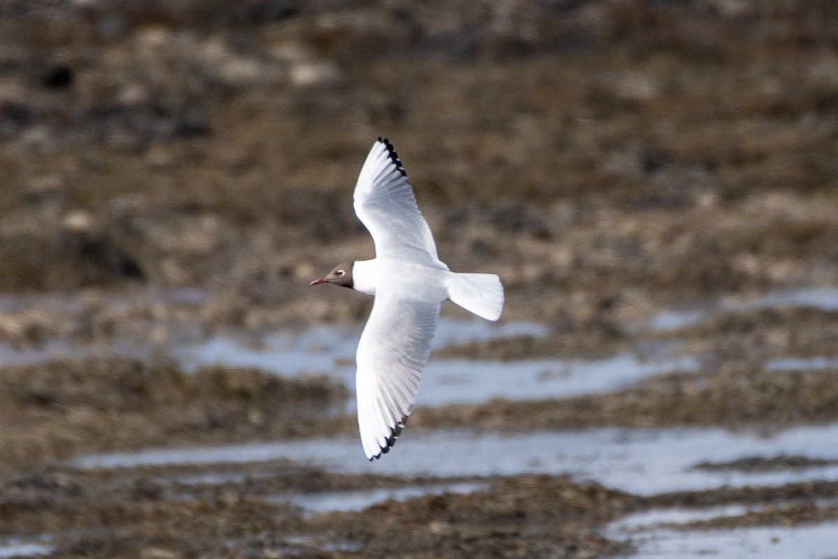 Black-headed Gull - ML620192320