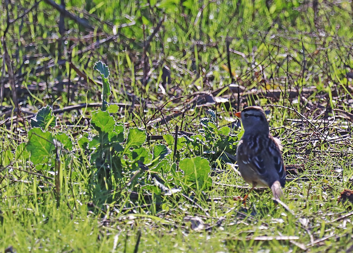 White-crowned Sparrow - ML620192323