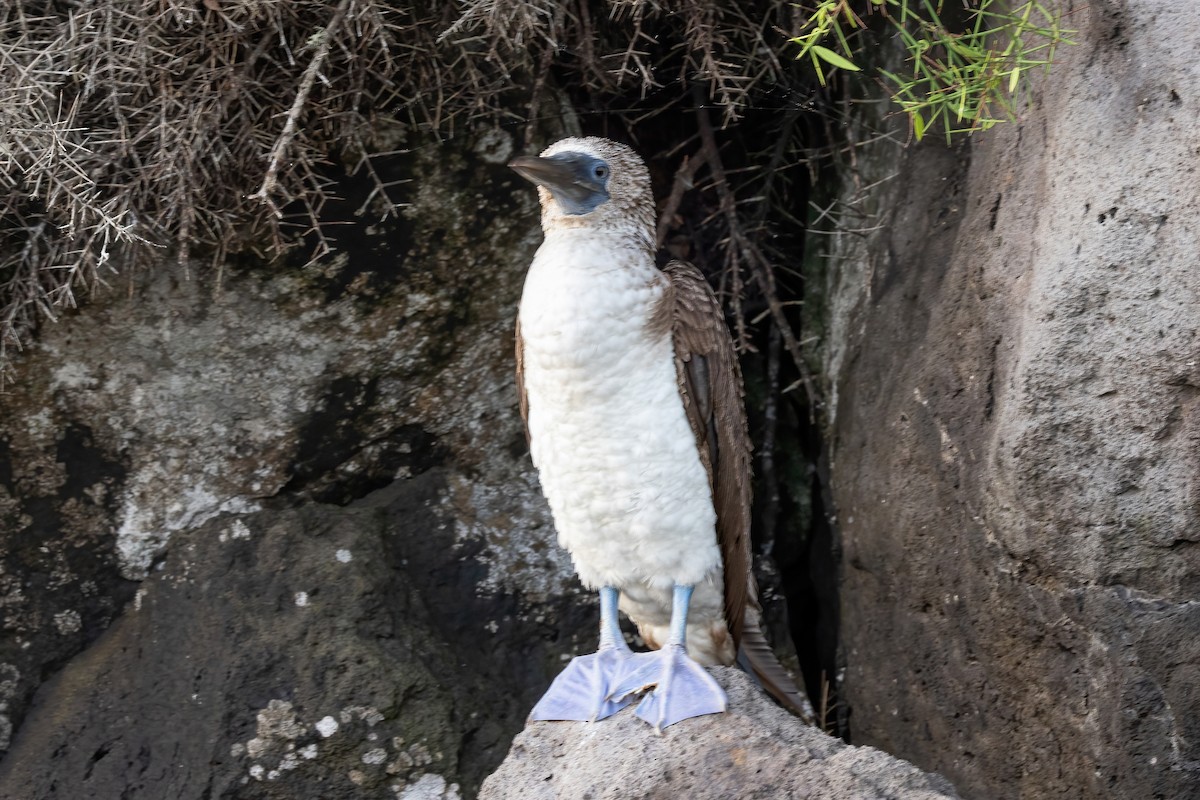Blue-footed Booby - ML620192328