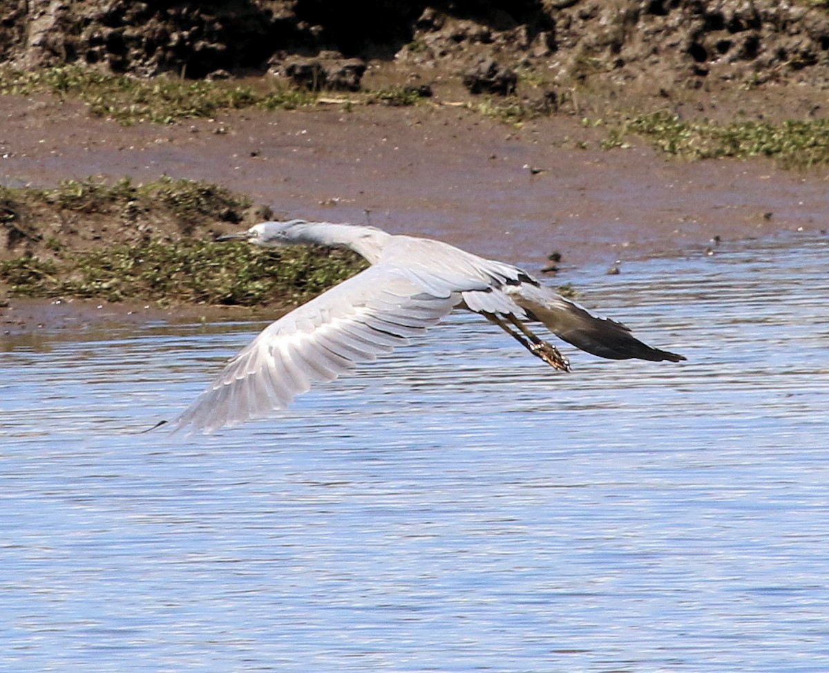 White-faced Heron - ML620192335