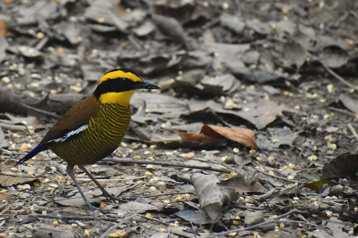 Pita Barrada de Borneo - ML620192340