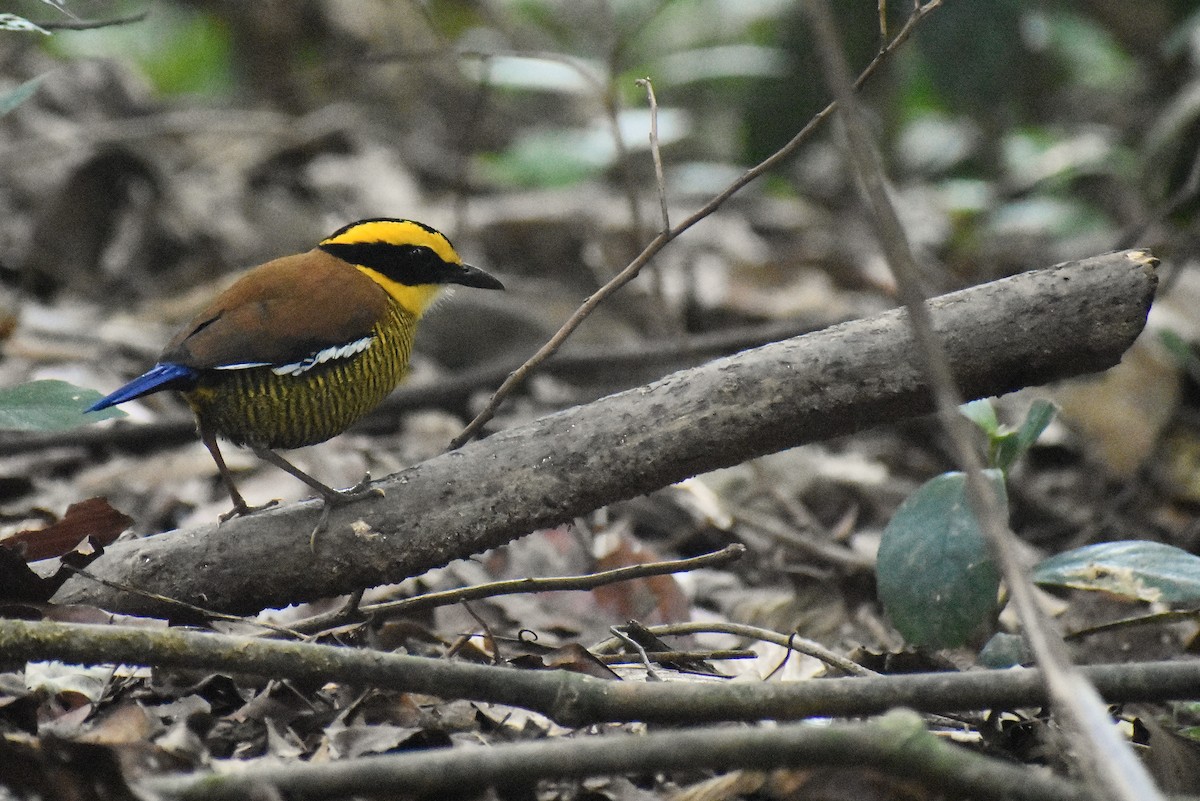 Pita Barrada de Borneo - ML620192341