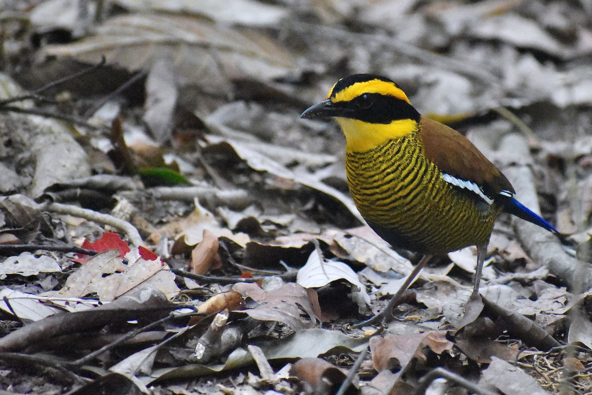 Pita Barrada de Borneo - ML620192343