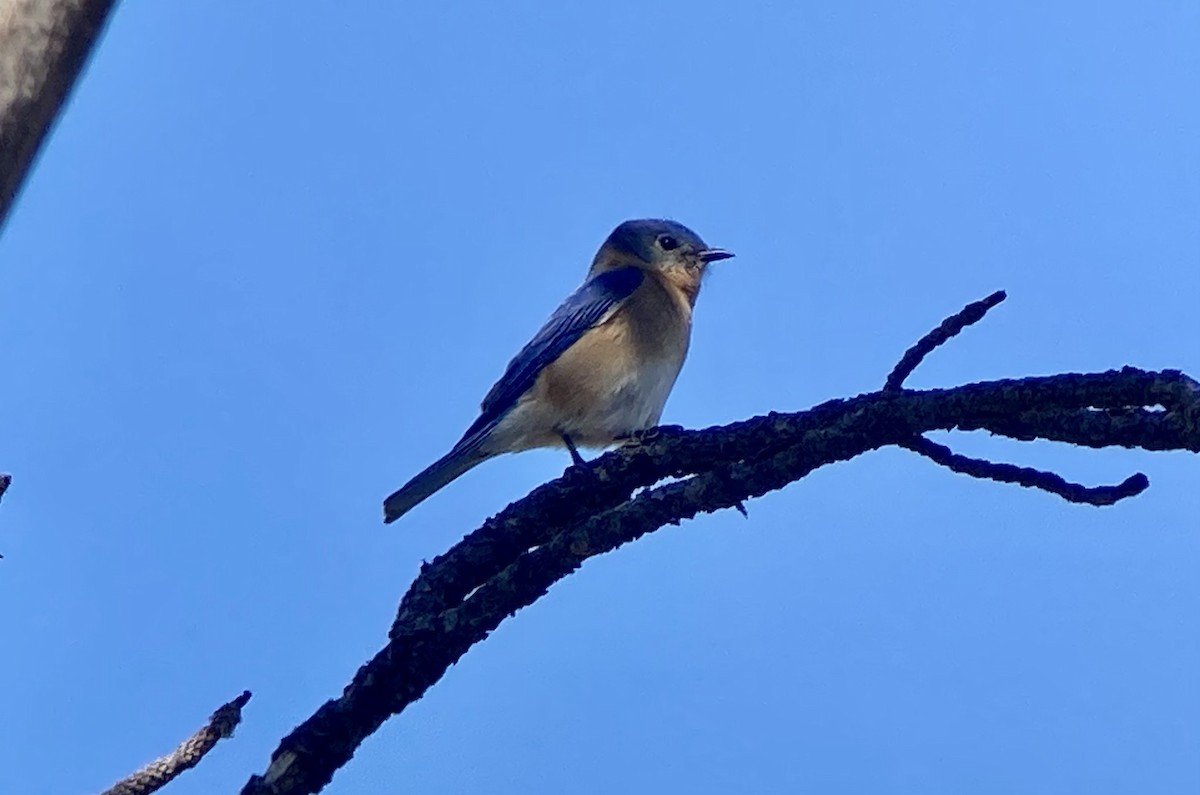 Eastern Bluebird (Mexican) - ML620192346