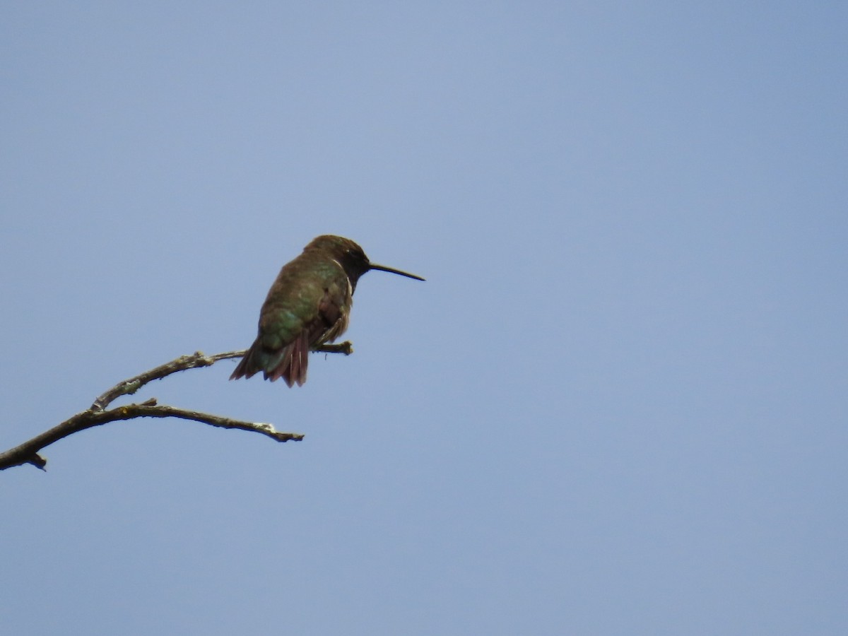 Colibri à gorge noire - ML620192350