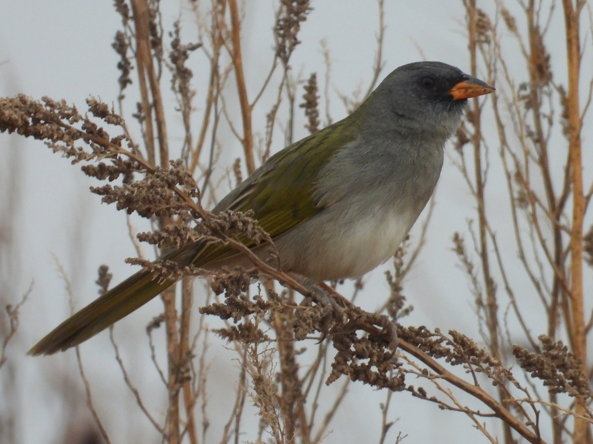 Great Pampa-Finch - ML620192351