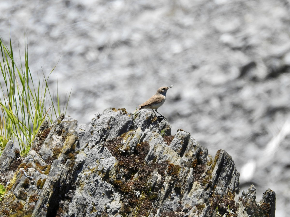 Rock Wren - ML620192353