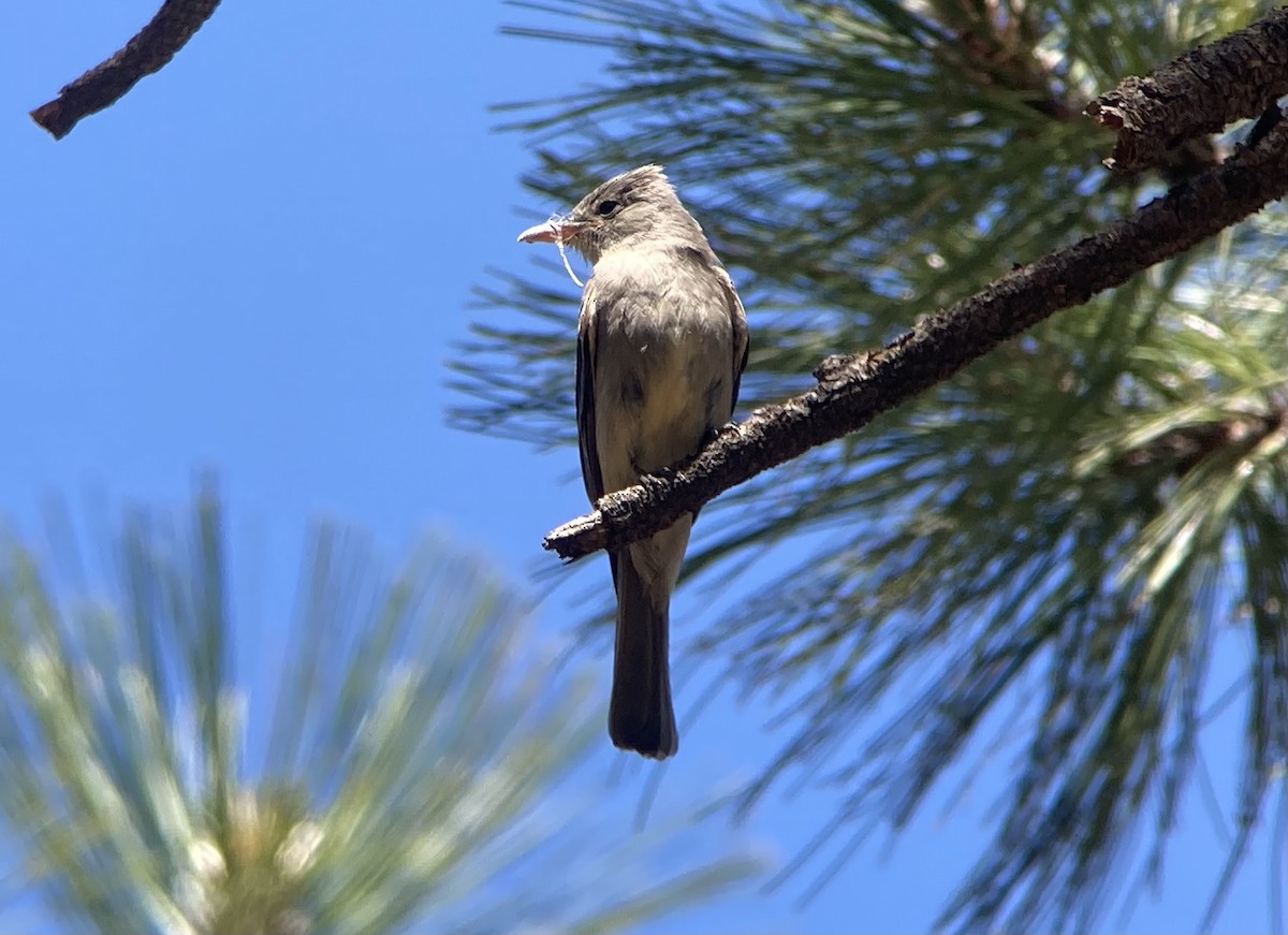 Moucherolle de Coues - ML620192354