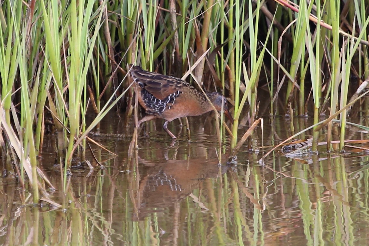 Virginia Rail - ML620192356