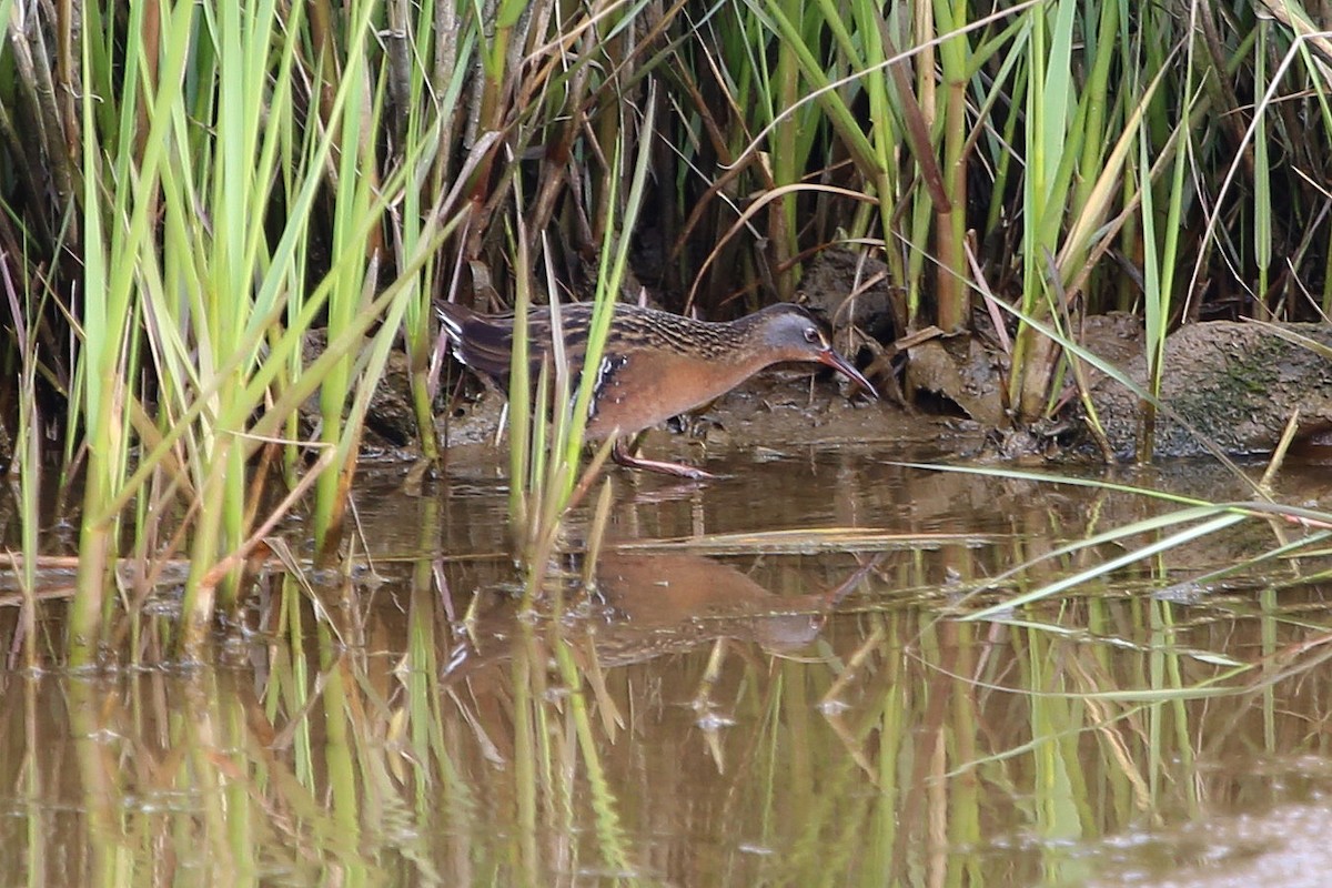 Virginia Rail - ML620192357