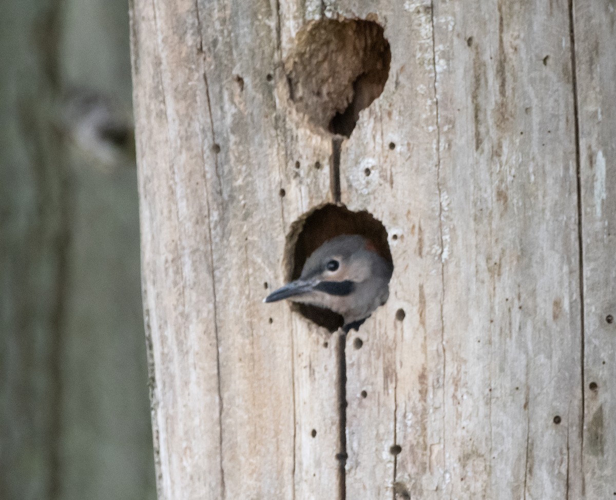 Northern Flicker - ML620192364